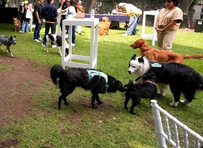 Perros sueltos saludándose en el jardín durante el pop-up de julio.